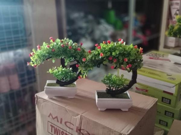 Bonsai Hias Lengkung